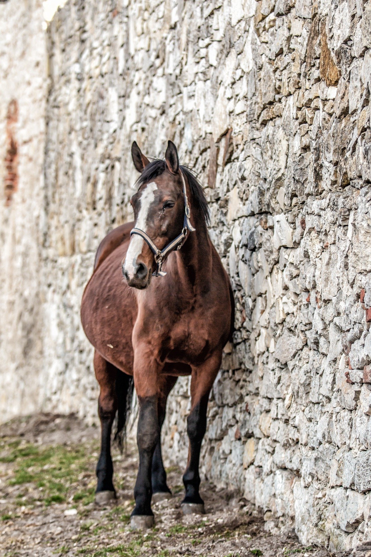horses-4115956_1920
