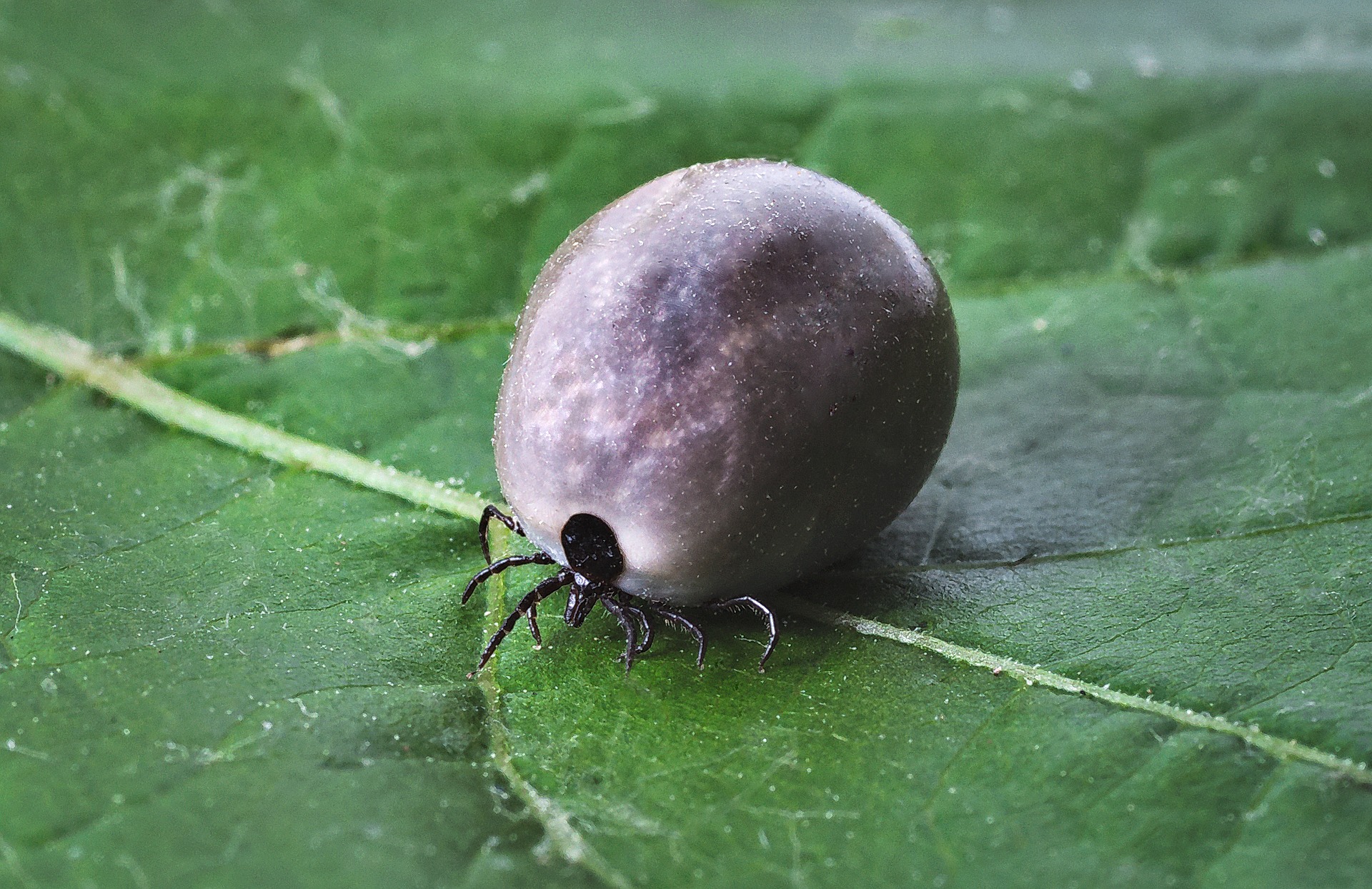 The dangers of ticks to your animals – Trinity Animal Clinic The dangers of ticks to your animals – Trinity Animal Clinic